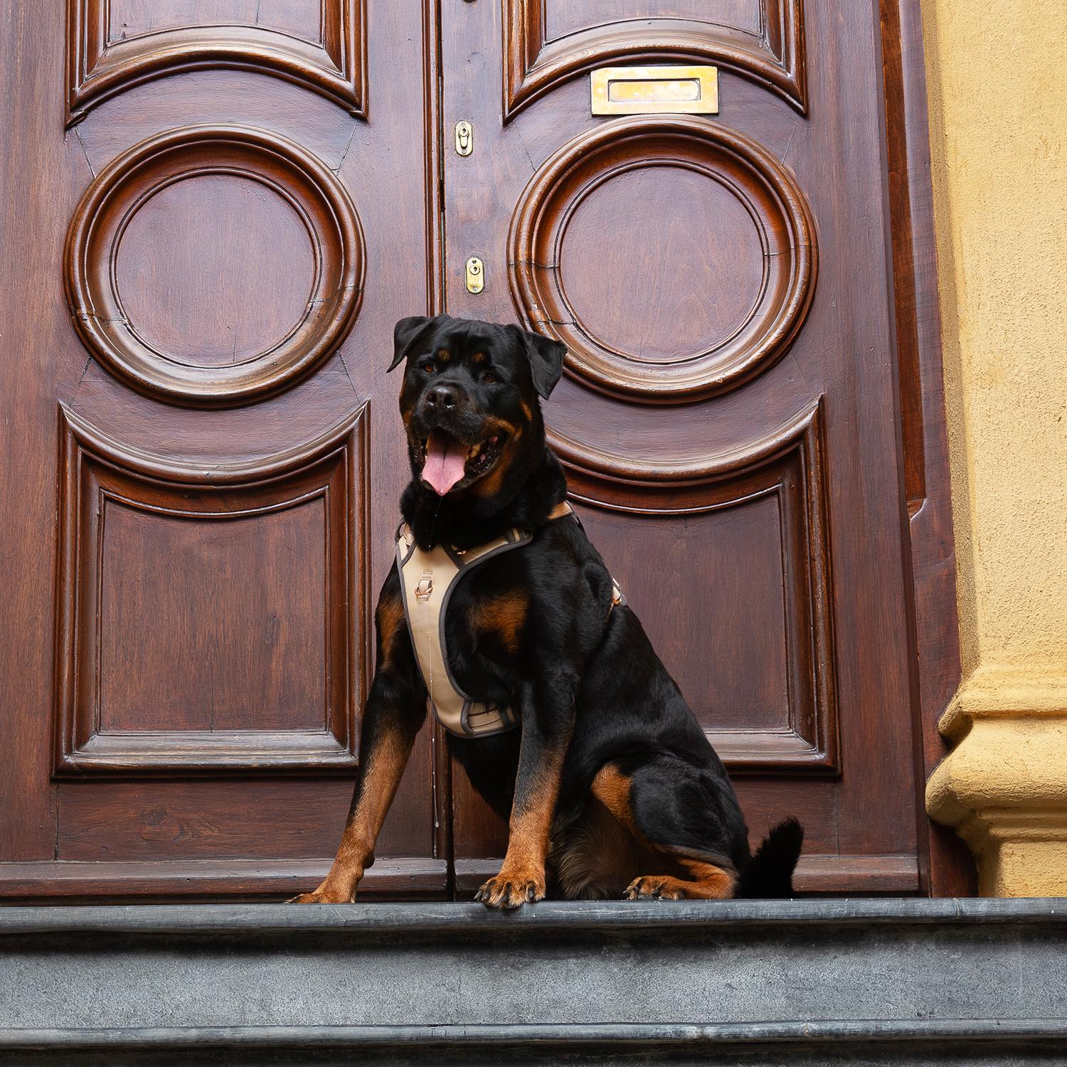 Rogz Urban Explore Tuig Köpek Göğüs Tasması Small - Kahverengi - Image 3