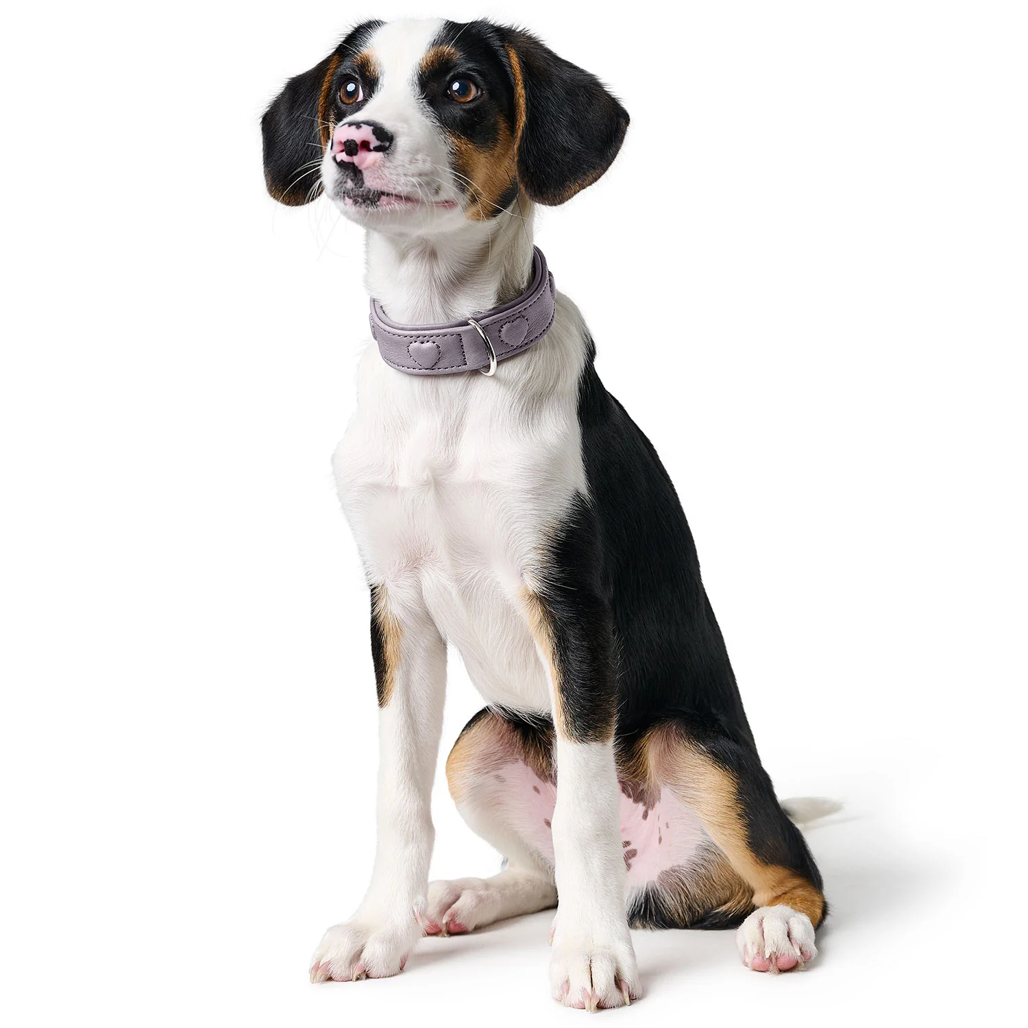 Hunter Köpek Boyun Tasması Soho X Love Gri S - Görsel 2