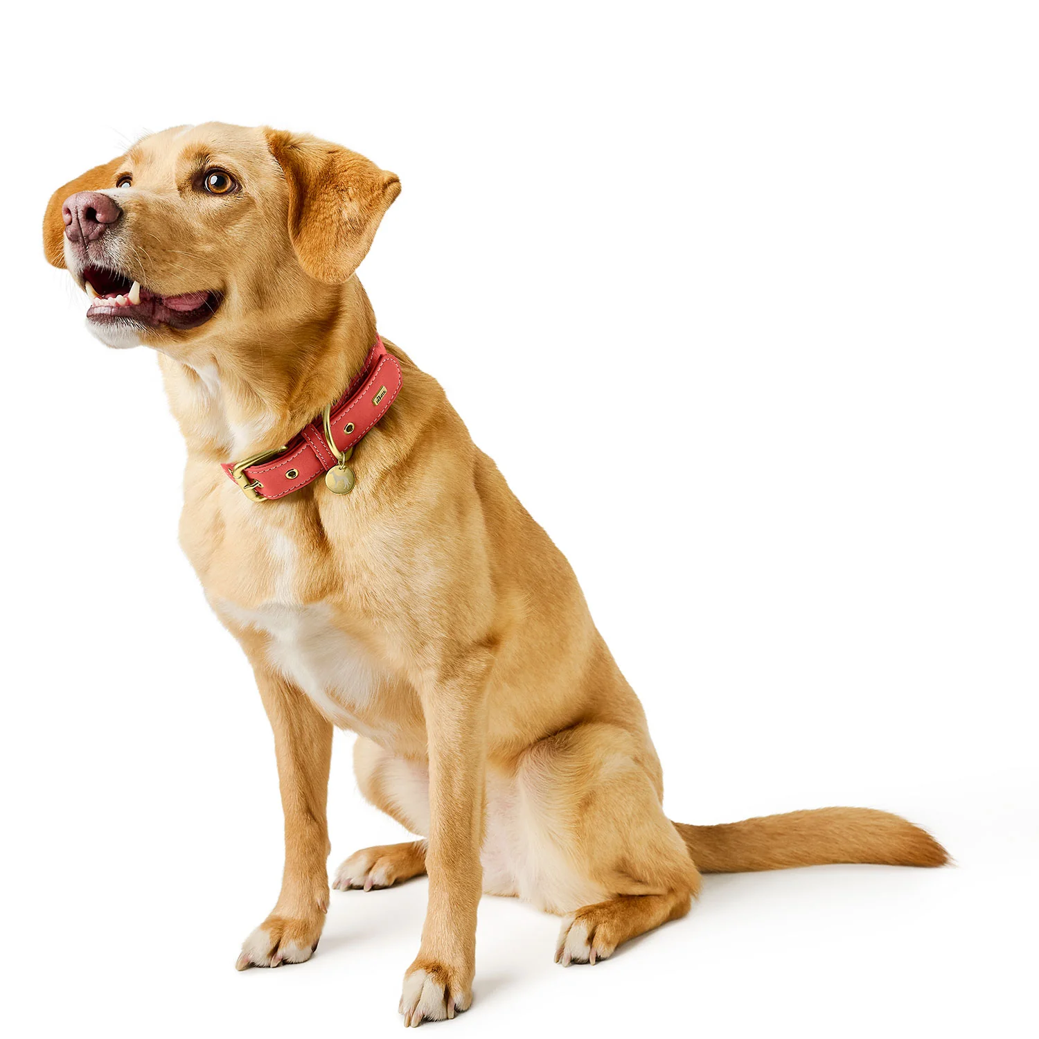 Hunter Köpek Boyun Tasması Malibu Mercan 40/S1 - Görsel 2