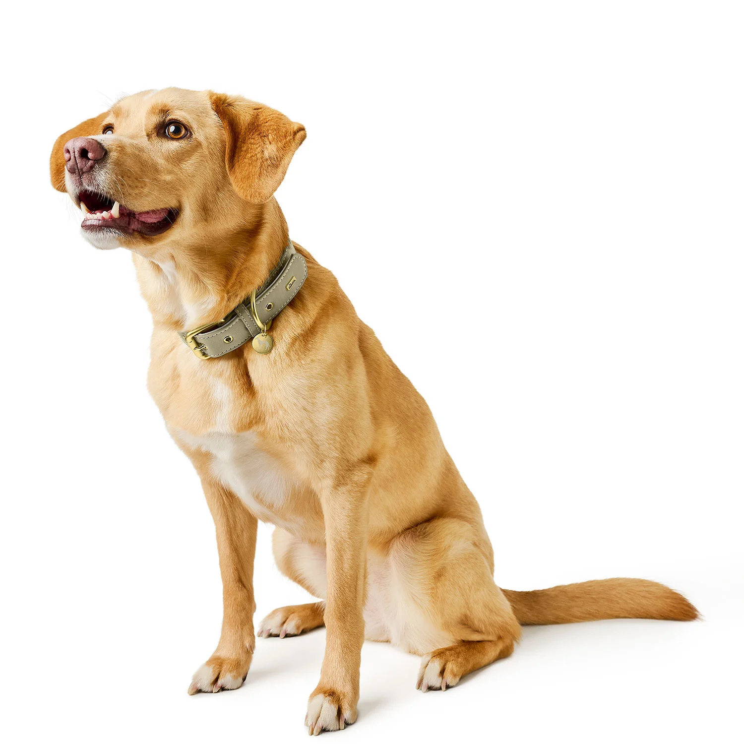 Hunter Köpek Boyun Tasması Malibu Yeşil 40/S1 - Görsel 2