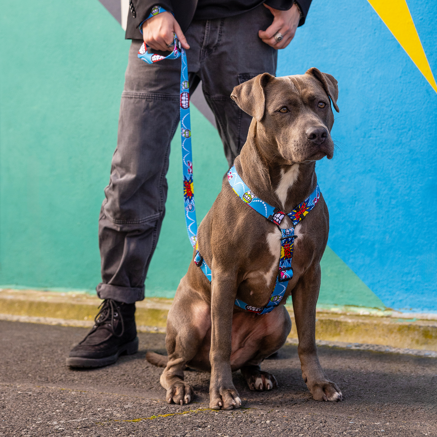 Rogz Fusion Line Köpek Gezdirme Kayışı Small - Mavi - Image 3