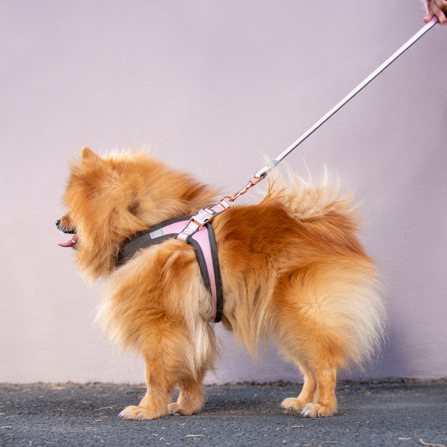 Rogz Urban Fast Fit Tuig Köpek Göğüs Tasması Xsmall - Pembe - Image 4