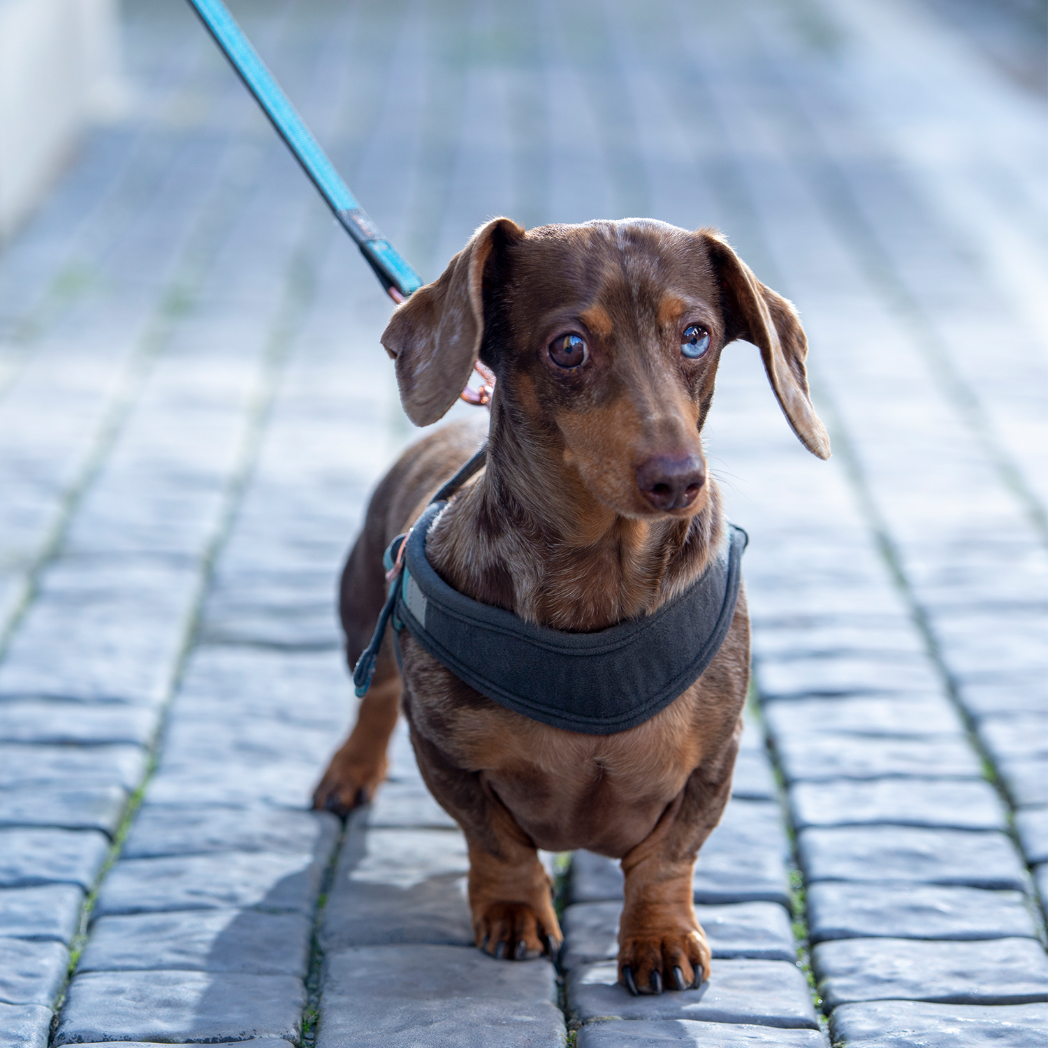 Rogz Urban Fast Fit Tuig Köpek Göğüs Tasması Small - Turkuaz - Image 3
