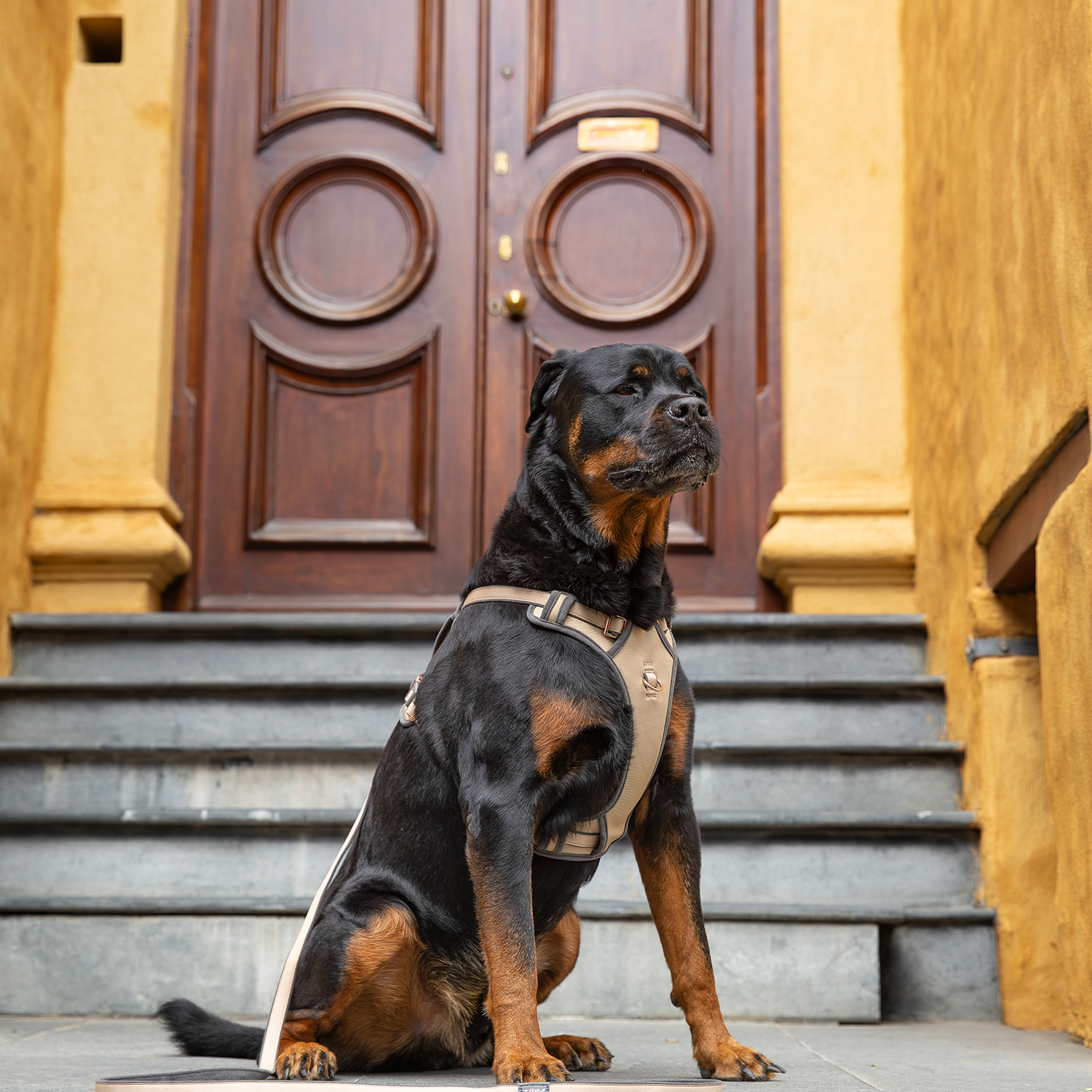 Rogz Urban Explore Tuig Köpek Göğüs Tasması Small - Kahverengi - Image 2