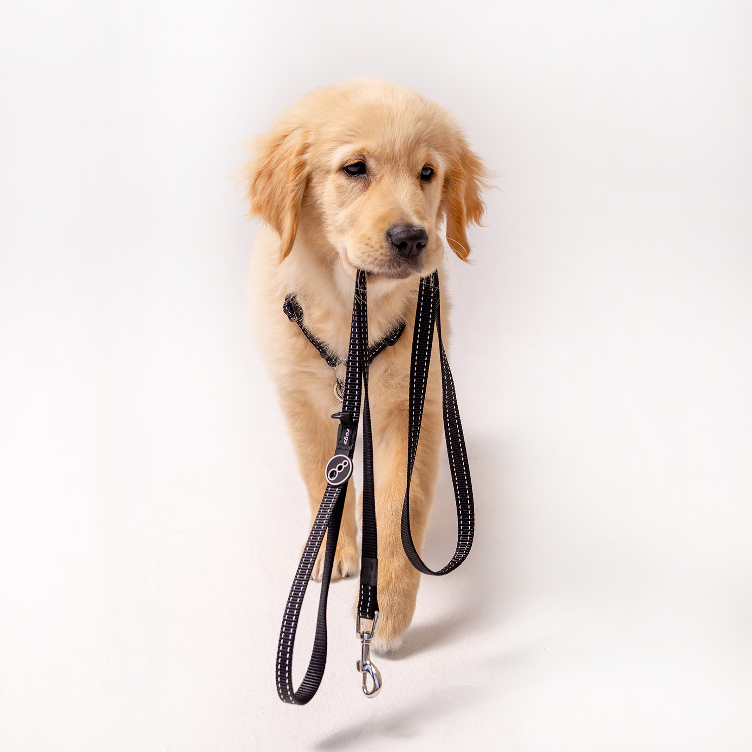 Rogz Utility Line Köpek Gezdirme Kayışı Large - Siyah - Image 2