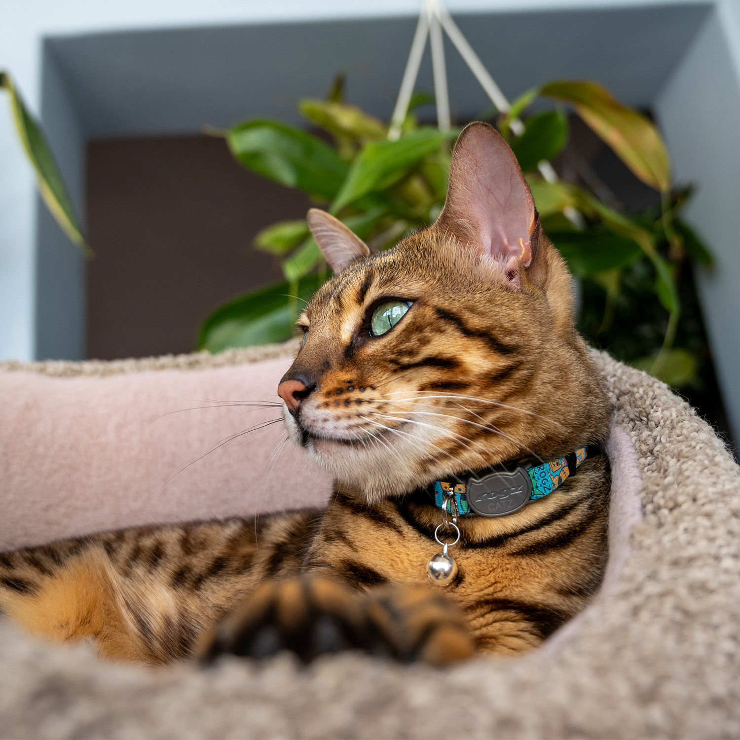 Rogz Catz Fusioncat Collar Kedi Boyun Tasması - Desenli Turkuaz - Görsel 3