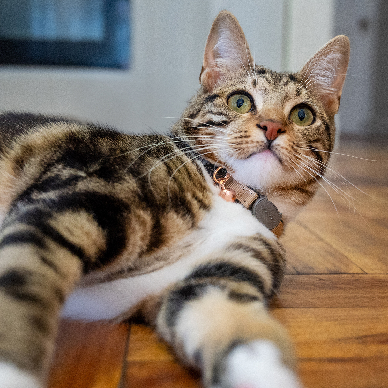Rogz Catz Urbancat Collar Kedi Boyun Tasması - Kahverengi - Görsel 3