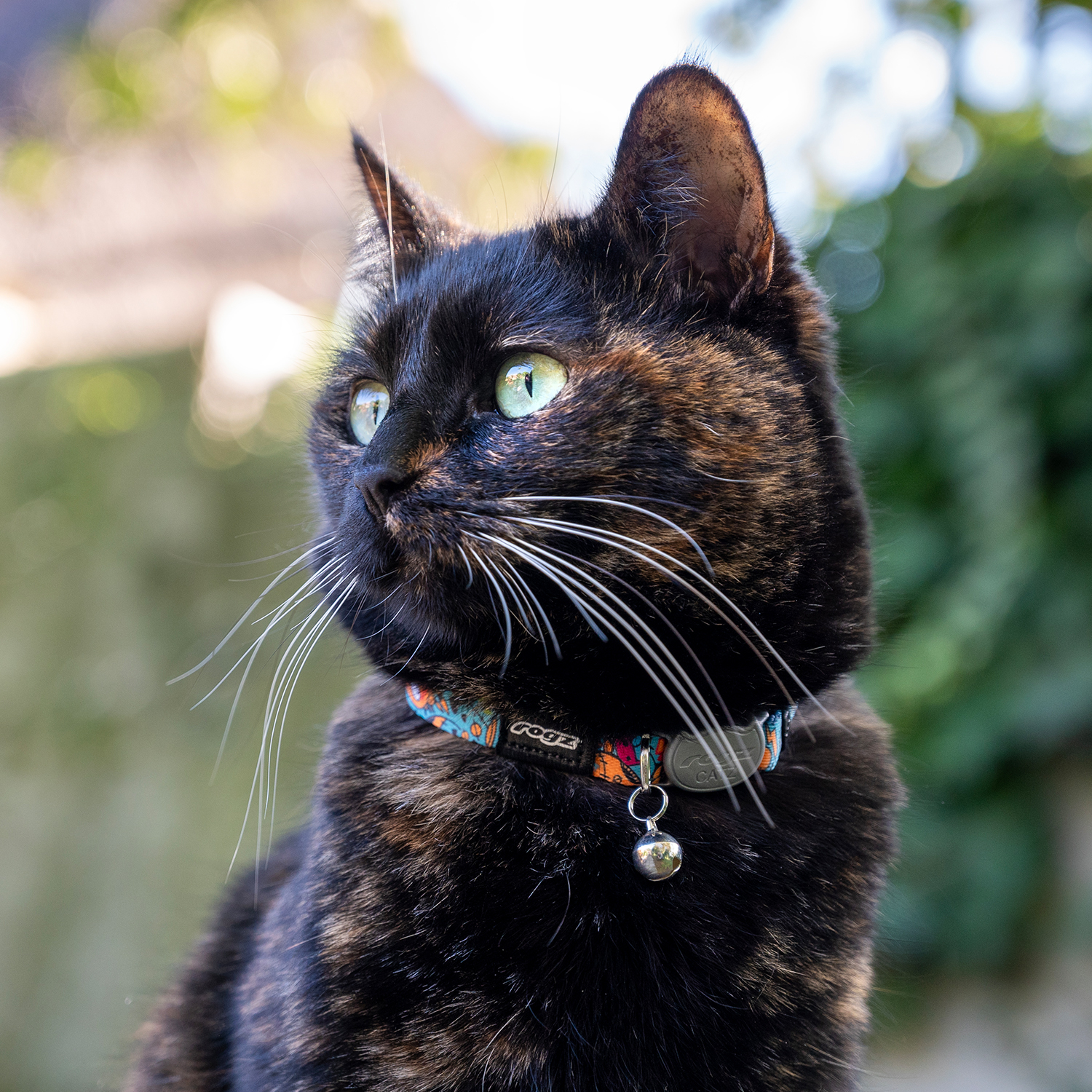 Rogz Catz Fusioncat Collar Kedi Boyun Tasması - Desenli Turkuaz - Görsel 4