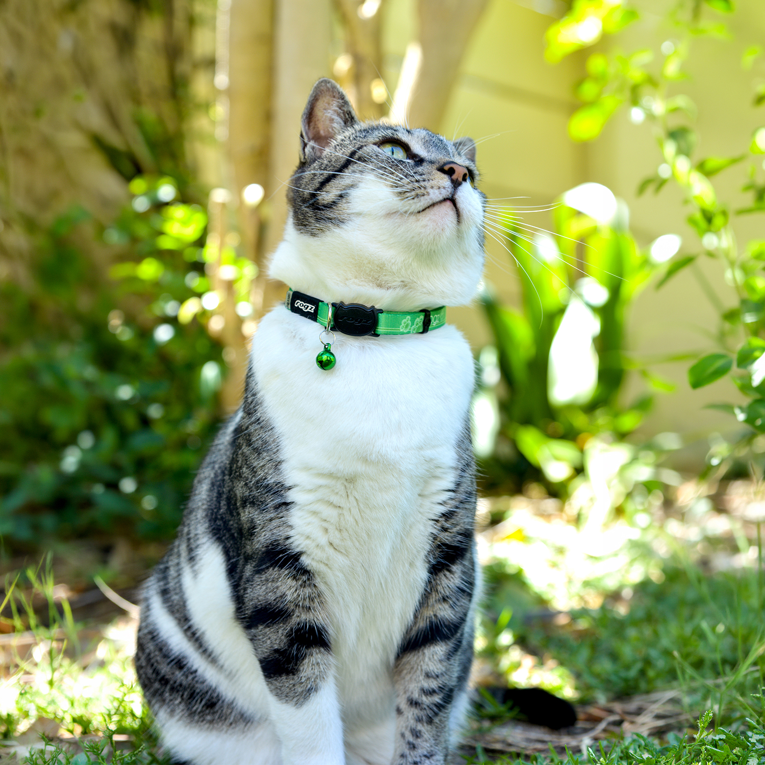 Rogz Catz Kiddycat Collar Kedi Boyun Tasması - Yeşil - Görsel 4