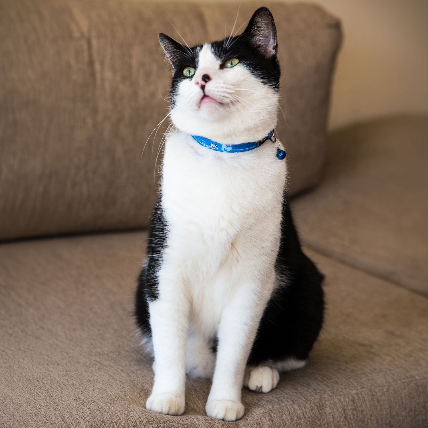Rogz Catz Kiddycat Collar Kedi Boyun Tasması - Mavi - Görsel 4