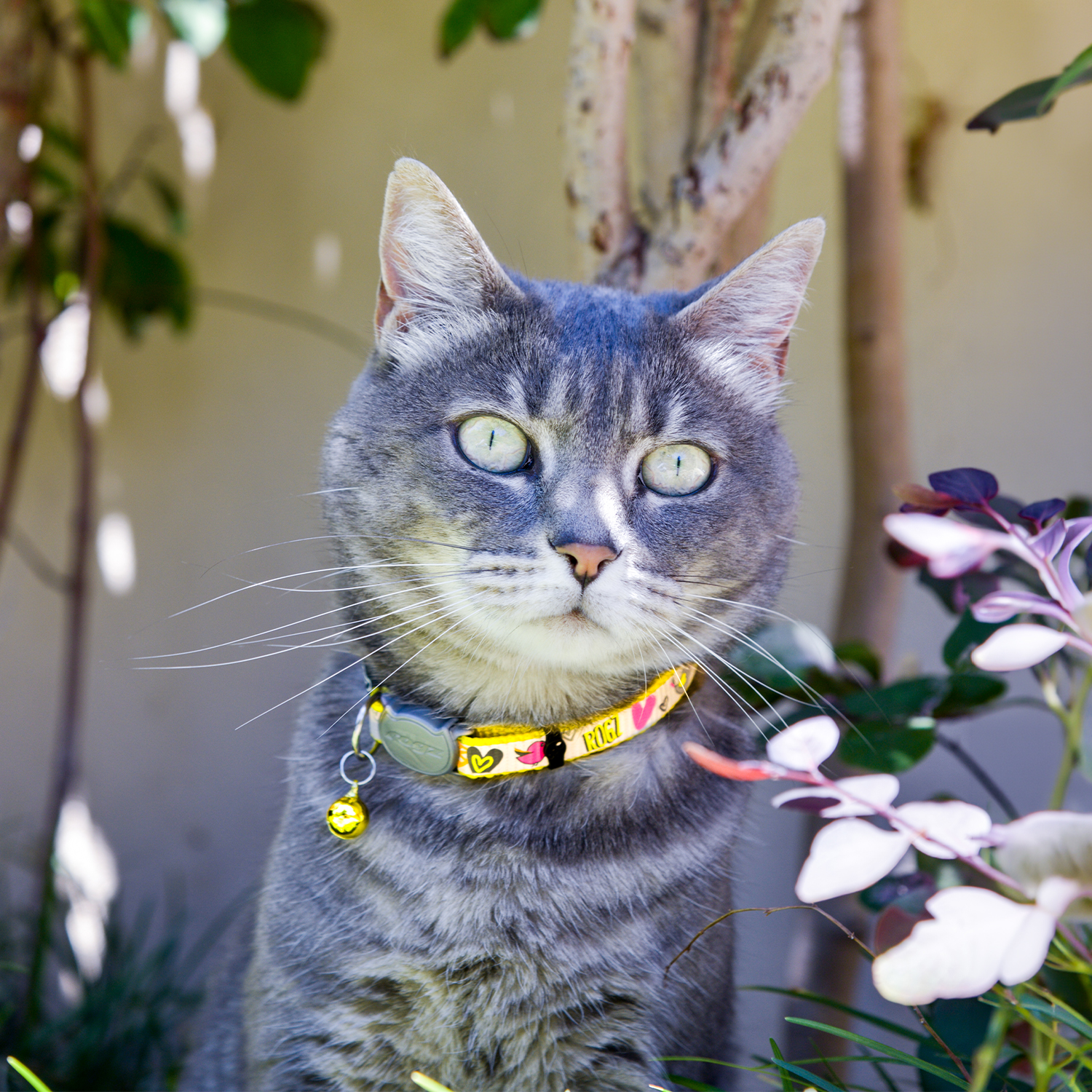 Rogz Catz Reflectocat Collar Kedi Boyun Tasması - Sarı - Görsel 4