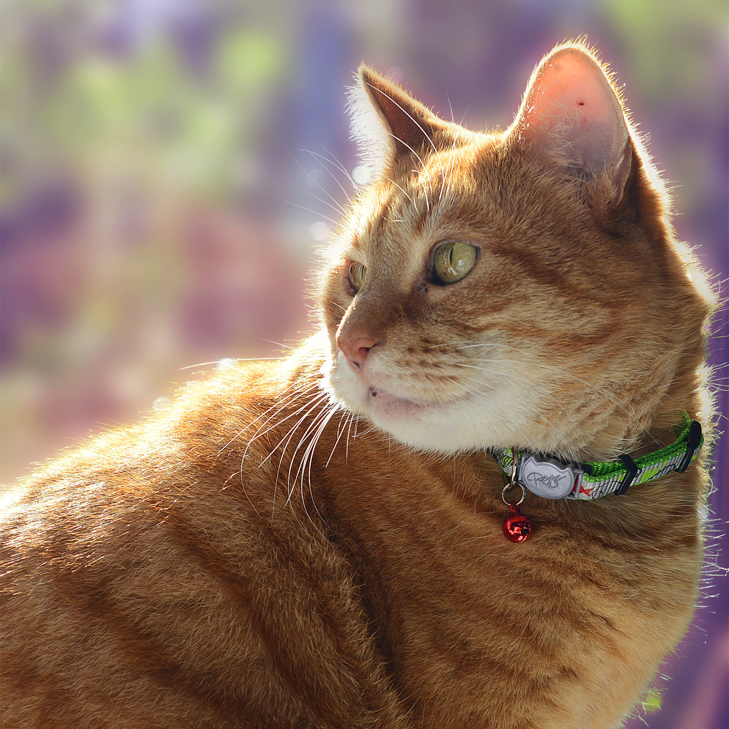 Rogz Catz Reflectocat Collar Kedi Boyun Tasması - Yeşil - Görsel 4