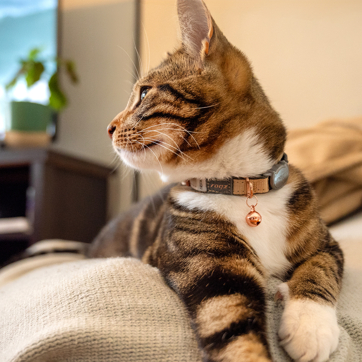 Rogz Catz Urbancat Collar Kedi Boyun Tasması - Kahverengi - Görsel 4