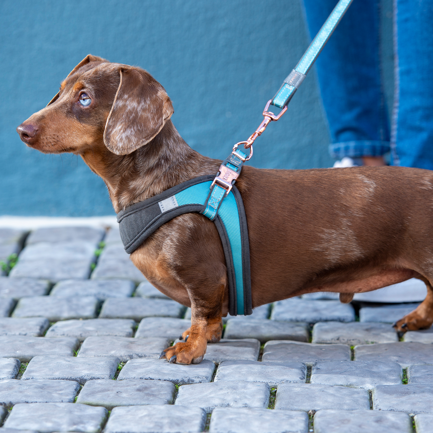 Rogz Urban Fast Fit Tuig Köpek Göğüs Tasması Small - Turkuaz - Image 4